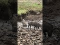 Warthogs Brave The Heat Wave With A Cool Water Escape 