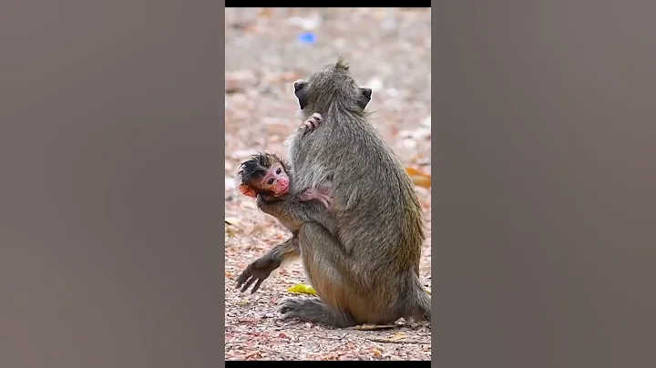 Very adorable young mom hugs and cares baby well #babymonkeys #entertaininganimals #cute