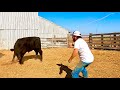 Separating Steers and Starting Them on Feed