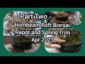 Hornbeam Raft Bonsai Repot And Spring Trim Part Two April 2023