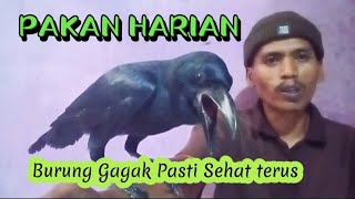 PAKAN HARIAN UNTUK BURUNG GAGAK PASTINYAA SEHAT TERUS