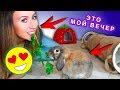 МОЙ ВЕЧЕР с Кроликом ТОННЕЛЬ В ДОМЕ КРОЛИКА ИГРАЕМ | Elli Di Pets