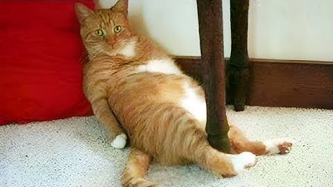 Orange cats behavior! 🍊😹  Funny Cat Videos 2024