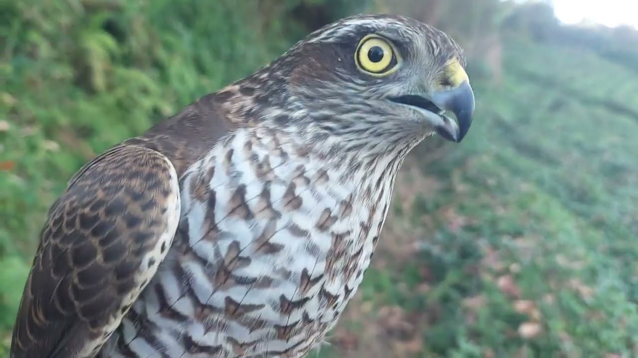 ATMACA SİFTERİ HAWK ŞAHİN DOĞAN