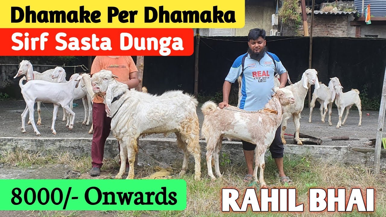 Rahil Bhai Ab Patira Bhi Saste Milenge RAHIL BHAI | LOOT LO DHAMAKA OFFER OFFER ...