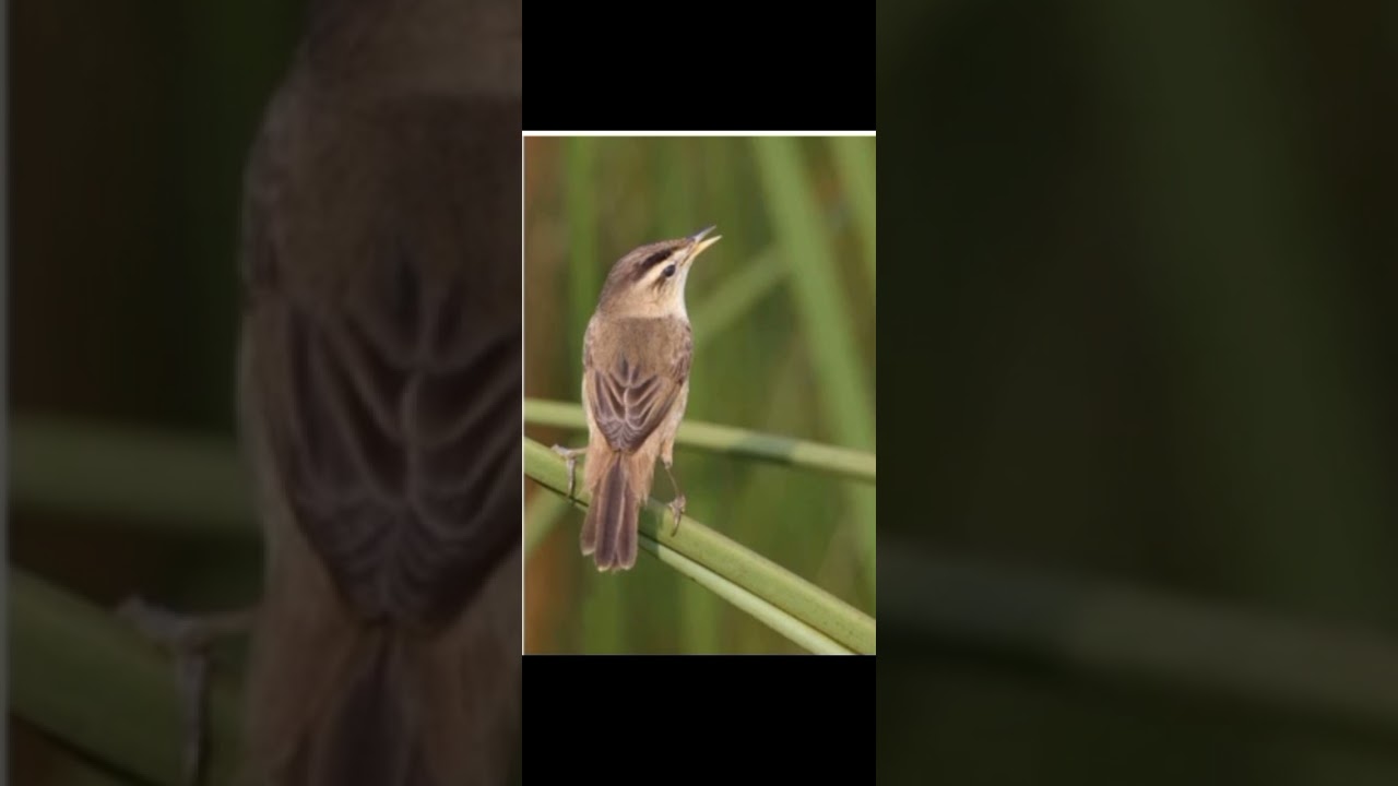 Mastran kerak basi alis hitam gacor 