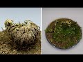 Rose Of Jericho Time Lapse - Resurrection Plant