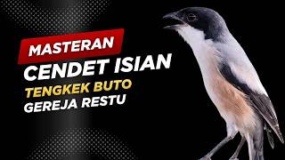 Download lagu Masteran Cendet Isian Tengkek Buto, Gereja Restu
