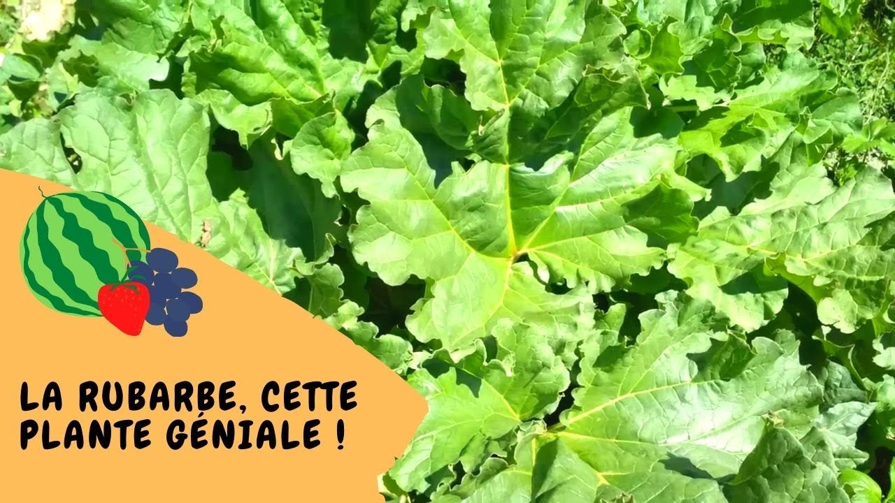 🌿 La rhubarbe, cette plante géniale !