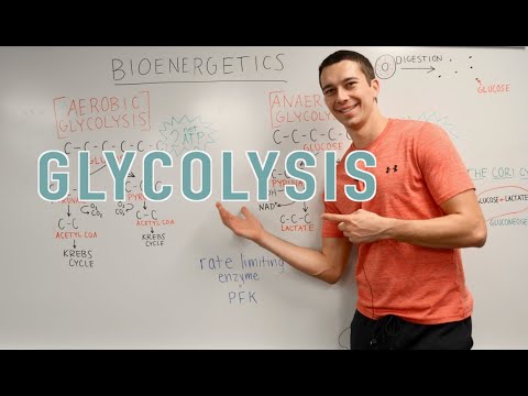 Glycolysis Explained (Aerobic vs. Anaerobic, Pyruvate, Gluconeogenesis)
