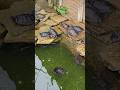 turtles are by the pond in the indoor gardens toronto canada apr 2026