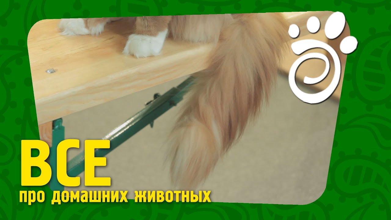 Кошачий Хвост. Все О Домашних Животных