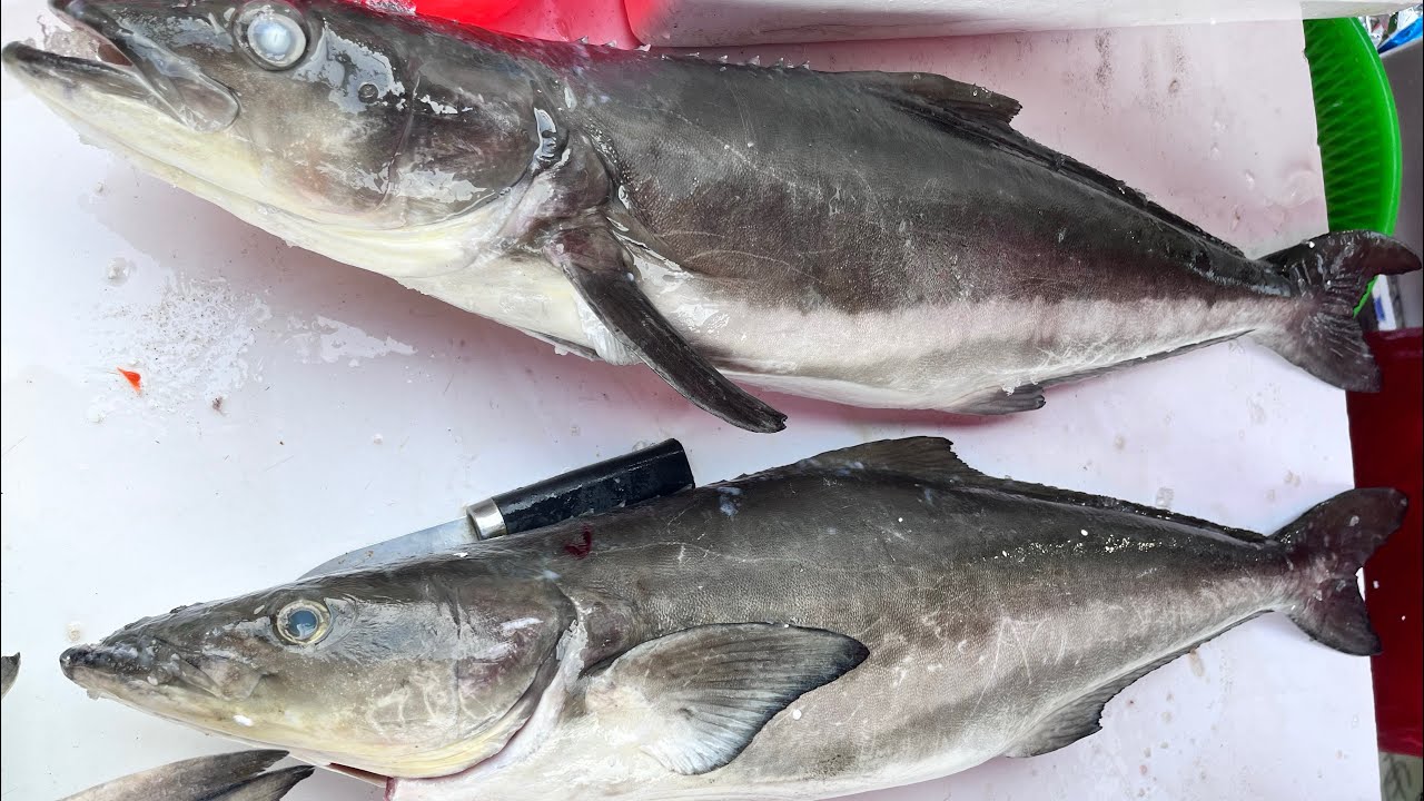 「海鱺魚」為台灣海洋箱網養殖產業閃耀巨星,魚肉細嫩、肥美新鮮 溪湖小辣椒 彰化縣溪湖鎮忠溪路478號 海鮮叫賣 - YouTube