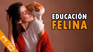 Como Educar A Un Gatito