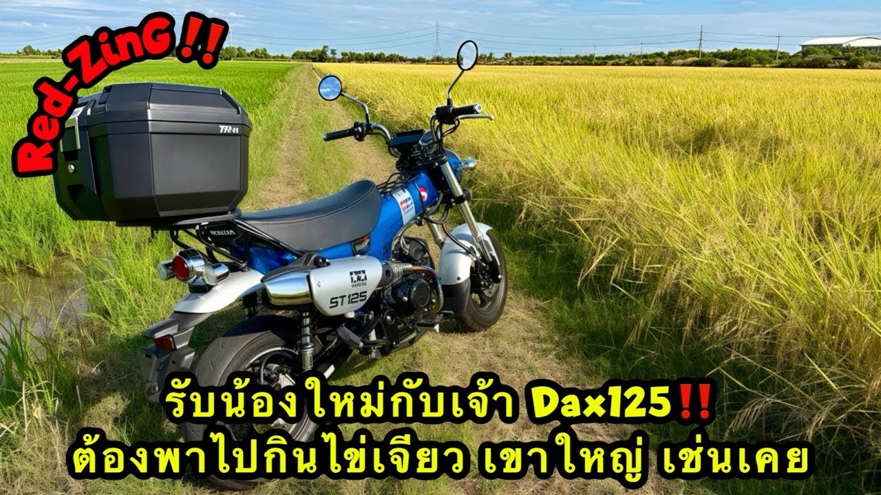 Red-ZinG‼️EP 357 : รับน้องใหม่กับเจ้า Dax125 ต้องพาไปกินไข่เจียว เขาใหญ่ เช่นเคย