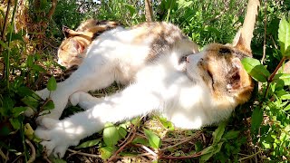 茂みの中で身を寄せ合って眠る三毛猫姉妹
