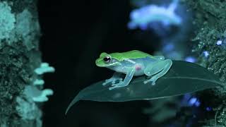 The Invisible Guardian: Secrets of the Glass Frog