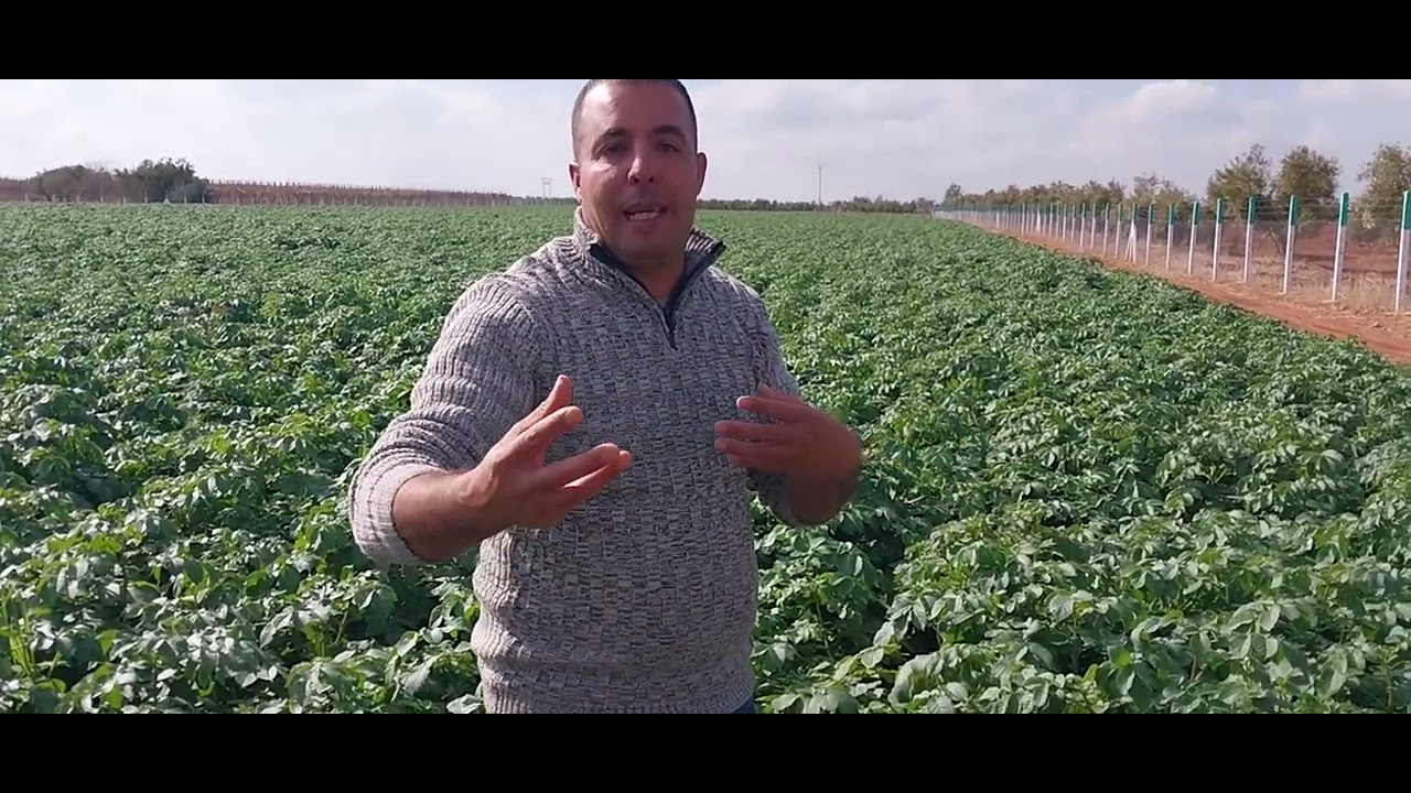 موضوع متنوع بالمعلومات إنتاج البطاطس شتوية مع إشارة إلى بعد سياسيون فاشلون في بعد الجمعات 