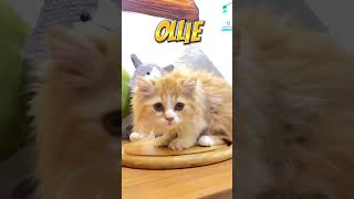 IMG 3775