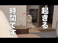 朝まで眠たい飼い主VS夜中に元気な猫…深夜の「ご飯コール」で毎日寝不足です