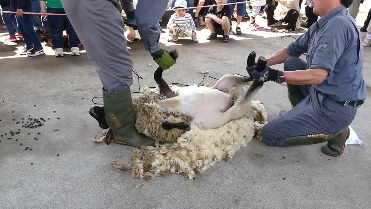 羊の毛刈り in 高千穂牧場