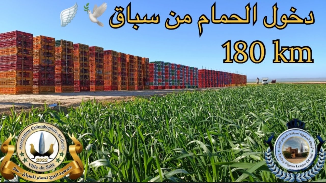  دخول الحمام 🪽من سباق 180 كلم 🔥السباق التاني في مرحلة السرعة 💨 تحت لواء الرابطة السلوية 