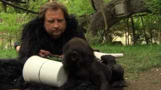 Gorillafication Week 8 Baby Gorilla Gladys - Cincinnati Zoo