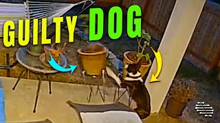 Boston Terrier Caught on Camera Pushing a Plant Pot