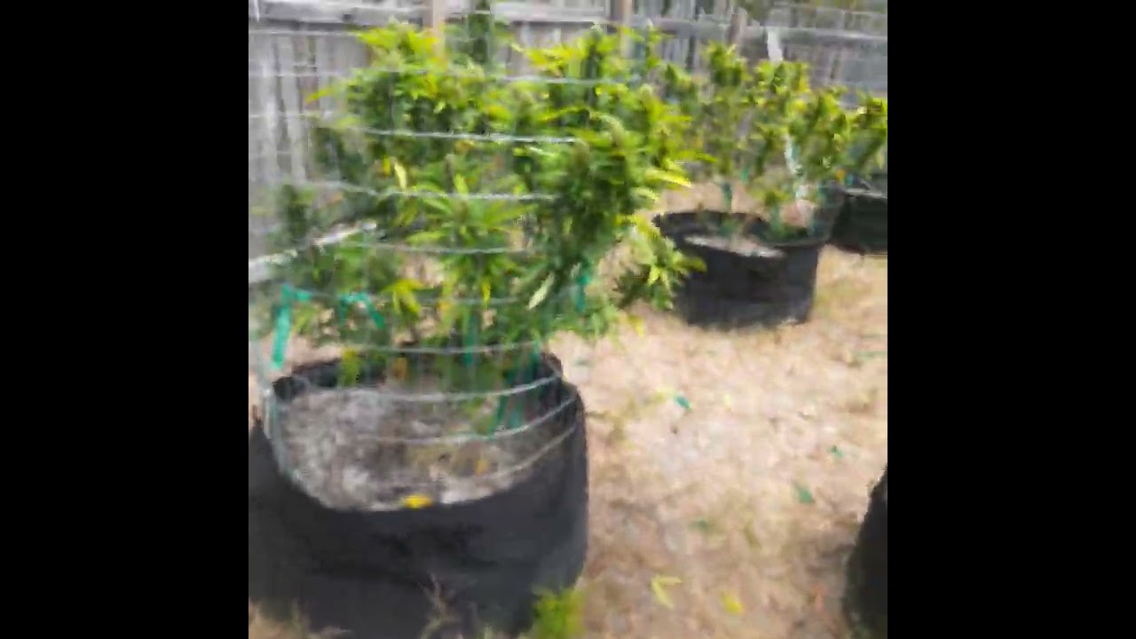 Outdoor grow PLATINUM OG, MENDO DOPE OG , PURPLE RUNTZ 🔥