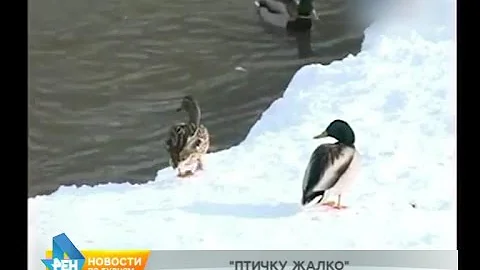 Экологическая обстановка в Иркутске благоприятна для зимовки птиц