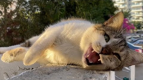 Incredibly Cute Cat Woke Up Near The Garbage Cans And Spoke To Me
