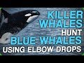 Killer Whales Hunt Blue Whales Using Elbow Drops