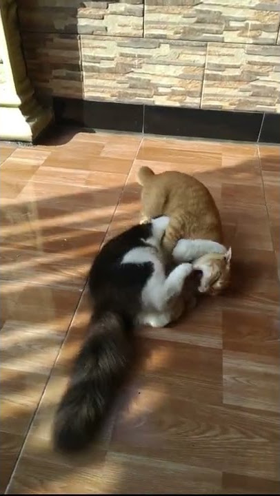 Anggora vs Garong #shorts