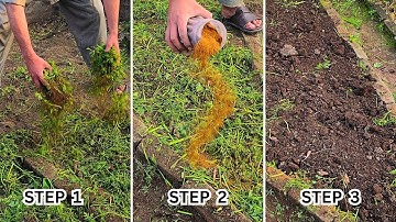 NEVER Waste Carrot Leaves Again – This Trick Will Change Your Garden!