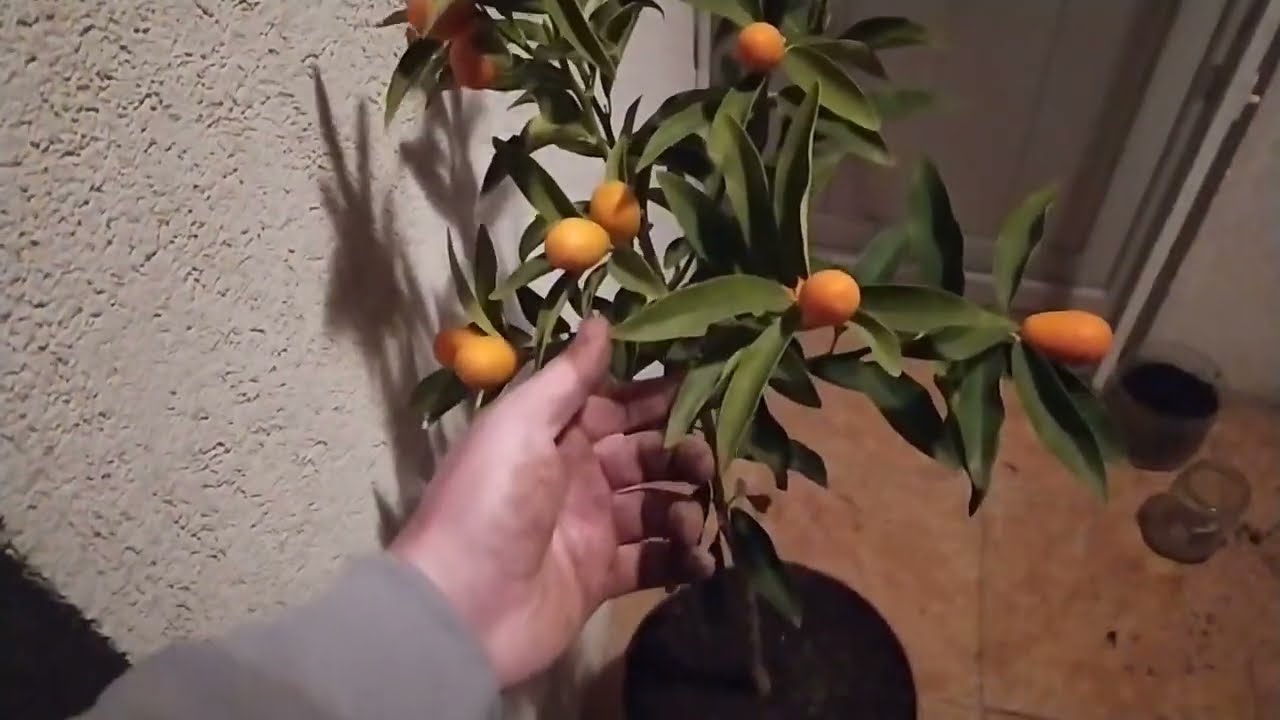 Kumkuat Nedir | Saksıya Nasıl Koyulur