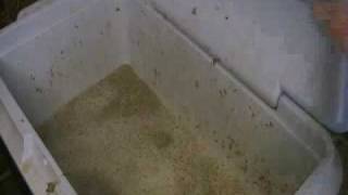 Brewing 41 North, Pale Ale (Part 4 of 9)