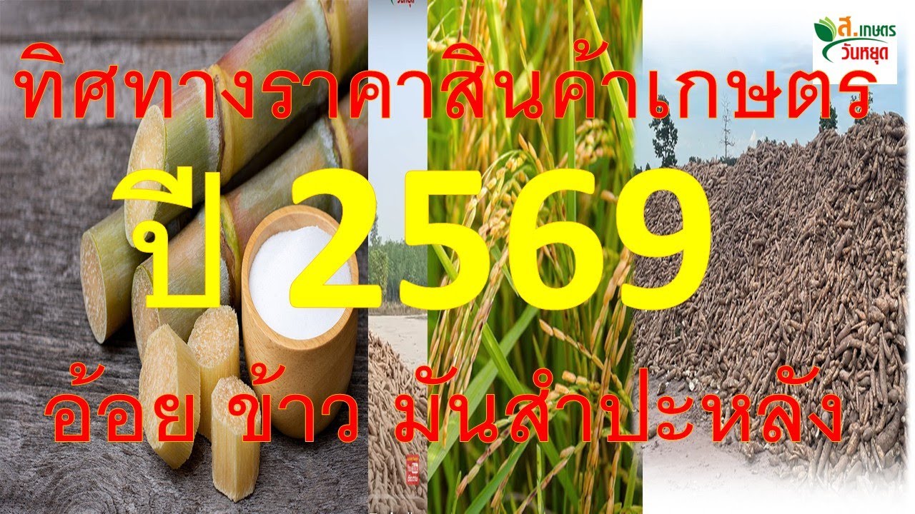 ทิศทางราคาสินค้าเกษตรปี 2569 อ้อย ข้าว มันสำปะหลัง