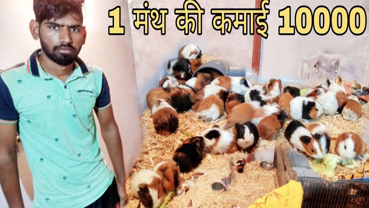 Guinea pig farm | guinea pig farming in India | information for guinea pig