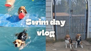 Let's go swimming with my bro | Moon the Beagle by Moon the beagle 292 views 2 months ago 4 minutes, 33 seconds