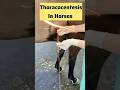 Thoracocentesis in Horses. #EquineMedicine#EquineVet