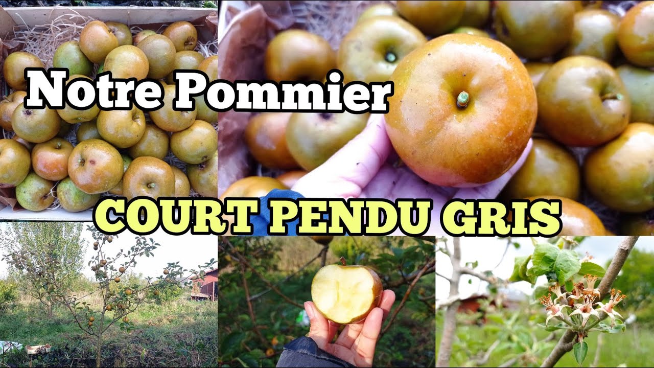 Pommier - Court pendu gris