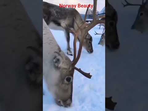 Norway Beauty #nature #wildlife #birdfreaks #travel
