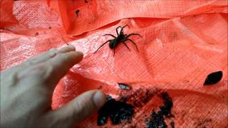 Testa aranha se da livrar na das como veias