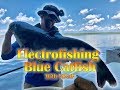 Blue Catfish Electrofishing with VDGIF on the Rappahannock River