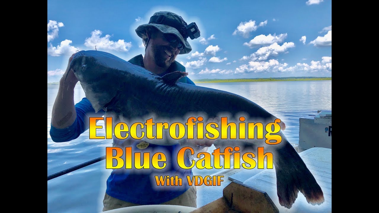 Blue Catfish Electrofishing with VDGIF on the Rappahannock River YouTube