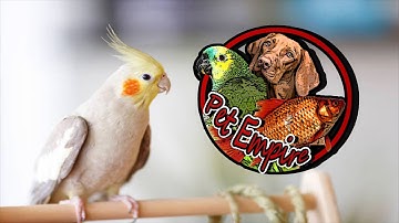 Learn Bodylanguage of Cockatiel || Cockatiel Gestures