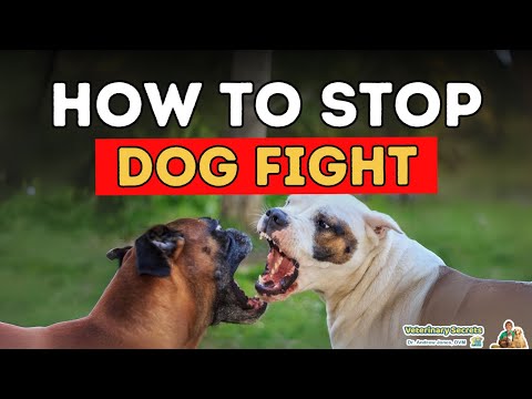 How To Stop Dog Fighting