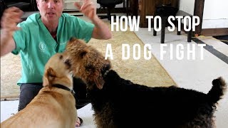 How To Stop Dog Fighting