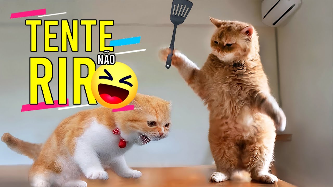 30 memes para alegrar a sua semana  Memes engraçados de gato, Memes  engraçados, Engraçado