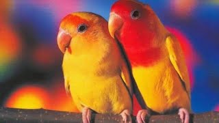 Download Lagu Love brat 2020 MP3